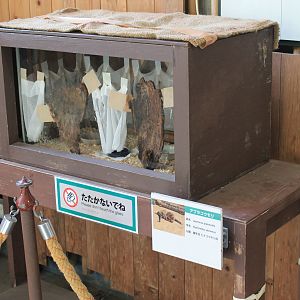 Japanese Pipistrelle (Pipistrellus abramus) tank