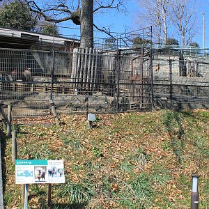 Himalayan Tahr enclosure