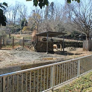 Pere David's Deer enclosure