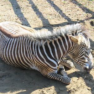 Grevy's Zebra