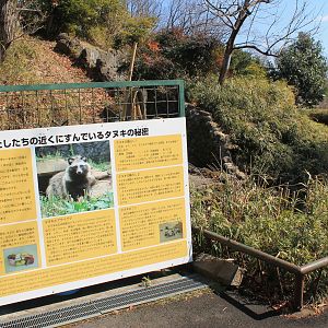 Raccoon Dog enclosure