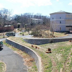 African Lion enclosure