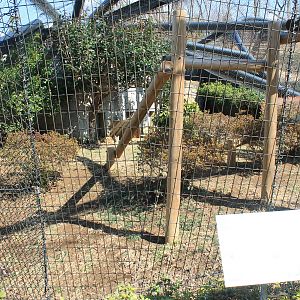 Serval enclosure