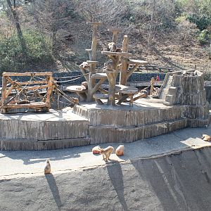 Japanese Macaque enclosure