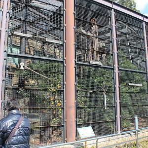 White-handed Gibbon enclosure