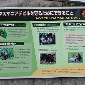 Tasmanian Devil signage