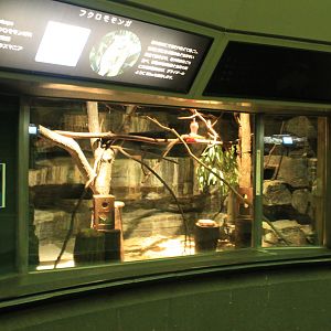 Sugar Glider enclosure within Koala House