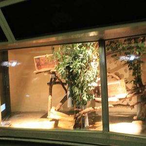 Brush-tailed Possum enclosure within Koala House