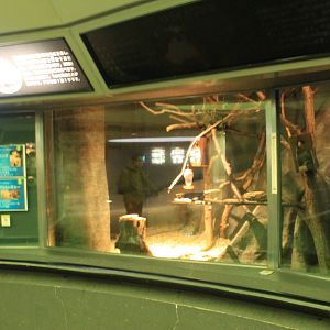 Brush-tailed Bettong enclosure within Koala House