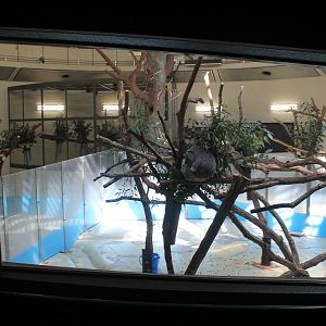 Koala enclosures