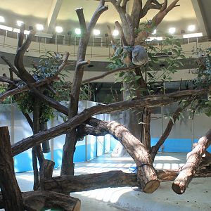 Koala enclosures