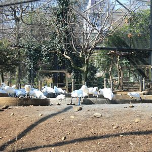 Black-faced Spoonbills