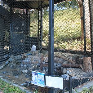 Snowy Owl aviary