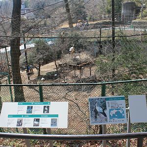 Oriental Stork aviary
