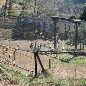 Oriental and Black Storks