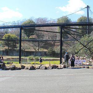 Greater Flamingo aviary