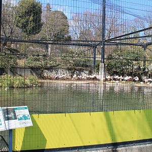 Greater Flamingo aviary