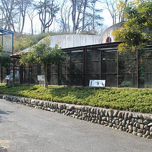 Aviaries for Red-headed Woood Pigeons