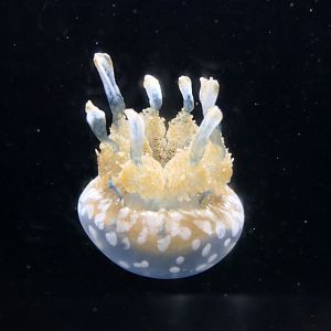 Spotted Jelly (Mastigias papua)