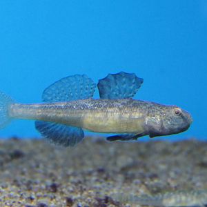 Biringo (Gymnogobius breunigii)