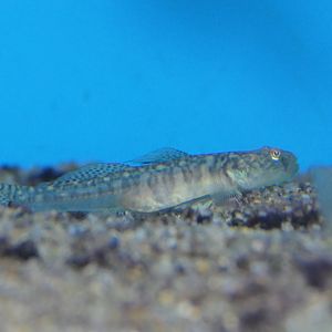 Bigjaw Goby (Gymnogobius macrognathos)
