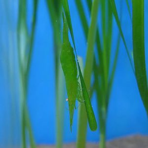 Tsunomoebi (Heptacarpus pandaloides)