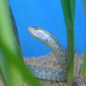 Chameleon Kissing Eelpout (Zoarchias neglectus)