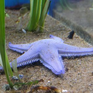 Astropecten scoparius