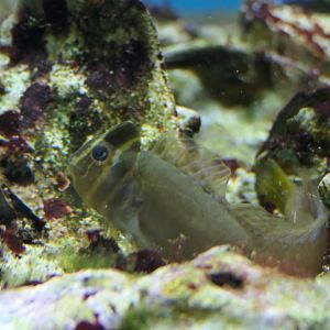 Tophat Blenny (Omobranchus fasciolatoceps)