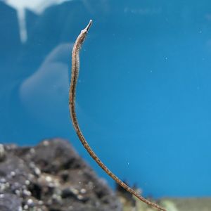 Beady Pipefish (Hippichthys penicillus)