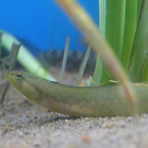 Chameleon Kissing Eelpout (Zoarchias neglectus)