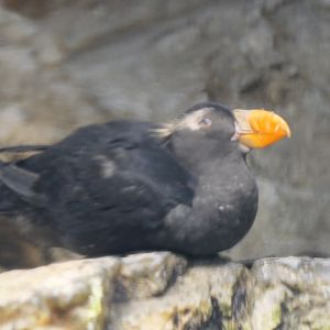 Tufted Puffin (Fratercula cirrhata)