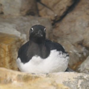 Common Murre (Uria aalge)