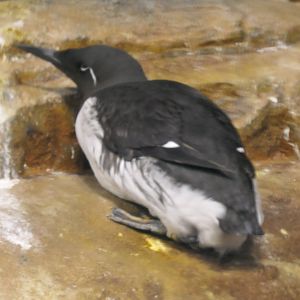 Common Murre (Uria aalge)