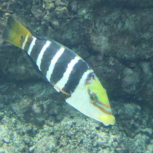 Barred Thicklip (Hemigymnus fasciatus)
