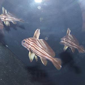 High-hat (Pareques acuminatus)