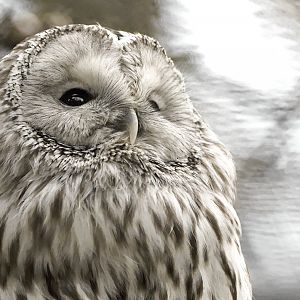 Ural owl