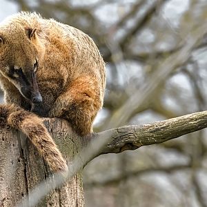 South American Coati
