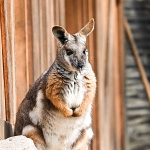 Yellow-footed rock-wallaby