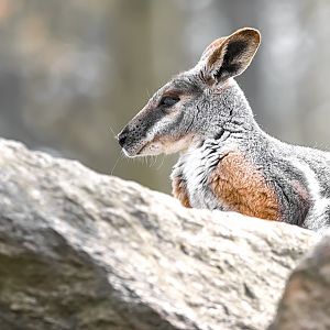 Yellow-footed rock wallaby