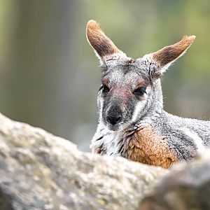 Yellow-footed rock-wallaby