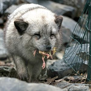 Arctic fox