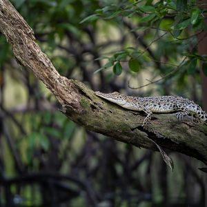 Saltwater Crocodile ~ Sungei Buloh