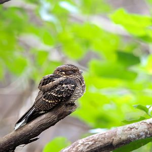 Large Tailed Nightjar ~ Sungei Buloh
