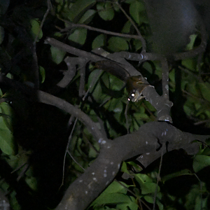 Horsfield's Flying Squirrel ~ Old Upper Thomson Road