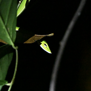 Bigeye Whipsnake ~ Old Upper Thomson Road