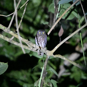 Brown Boobook ~ Old Upper Thomson Road