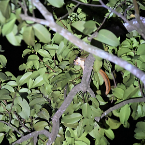 Horsfield's Flying Squirrel ~ Old Upper Thomson Road