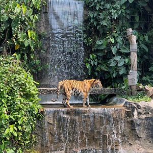 Indochinese tiger exhibit