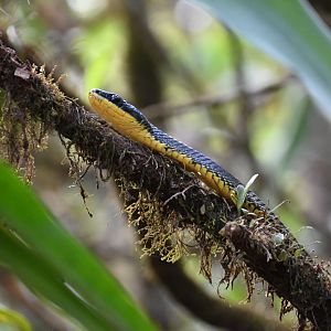 Bird snake (Phrynonax poecilonotus)